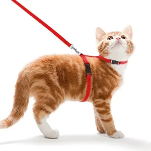 Accessory_cat_harness_01