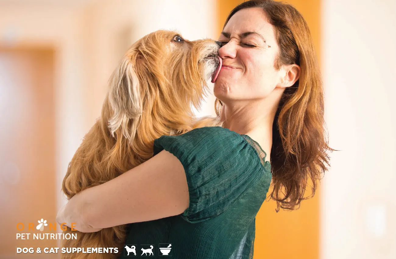 Orange Pet Dog banner 08